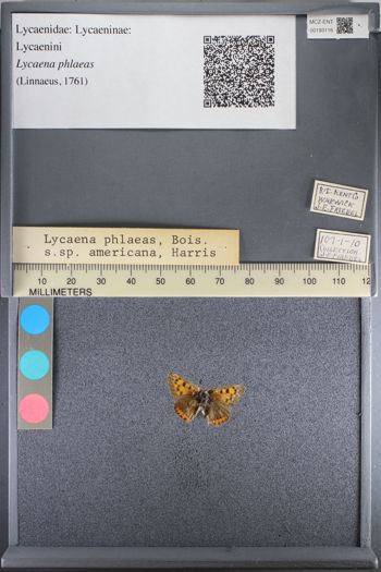 Media type: image;   Entomology 193116